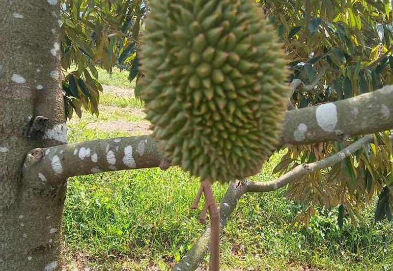 Dusun Durian Perak Manong Untuk Dijual