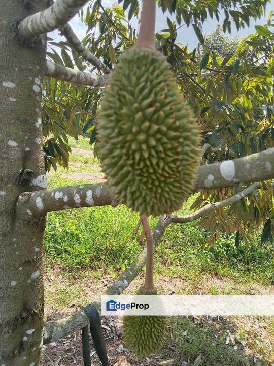 Dusun Durian Perak Manong Untuk Dijual, Perak, Manong Matang