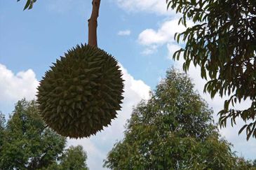 Dusun Durian Perak Manong Untuk Dijual