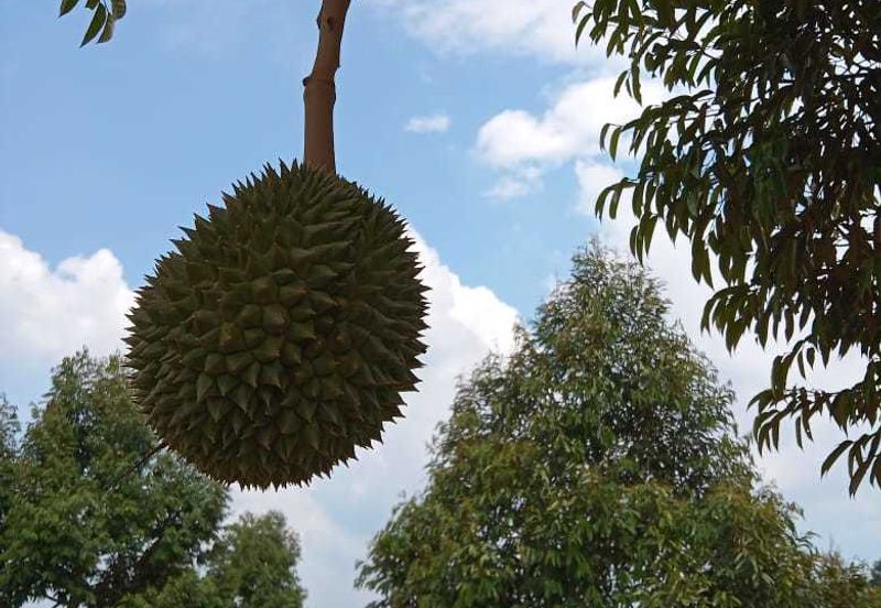 Dusun Durian Perak Manong Untuk Dijual