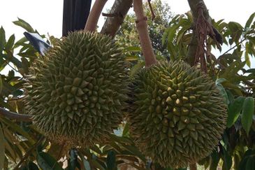 Dusun Durian Perak Manong Untuk Dijual