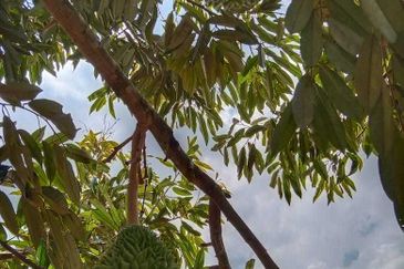 Dusun Durian Perak Manong Untuk Dijual