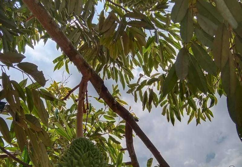 Dusun Durian Perak Manong Untuk Dijual