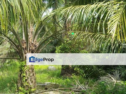 Tanah Pertanian Untuk Dijual @ Bahau, Negeri Sembilan, Negeri Sembilan, Jempol