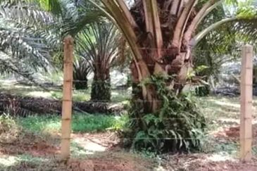 Kelantan Tanah Merah 
1314 acres Palm Oil Land 