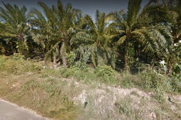 Kelantan Tanah Merah 
1314 acres Palm Oil Land 