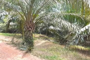 Kelantan Tanah Merah 
1314 acres Palm Oil Land 