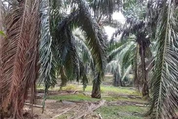Kelantan Tanah Merah 
1314 acres Palm Oil Land 