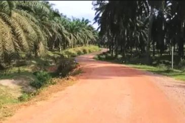 Kelantan Tanah Merah 
1314 acres Palm Oil Land 