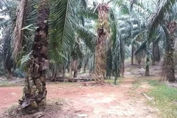 Kelantan Tanah Merah 
1314 acres Palm Oil Land 