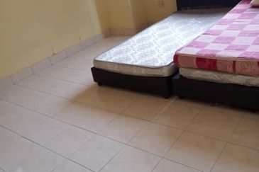 Evergreen Park Scot Pine