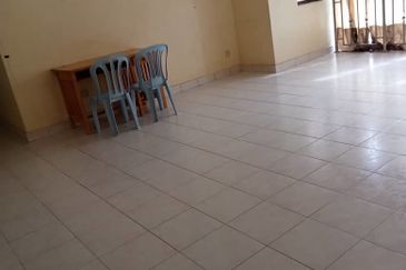 Evergreen Park Scot Pine