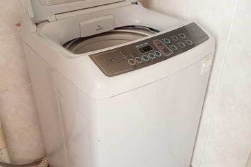 Evergreen Park Scot Pine