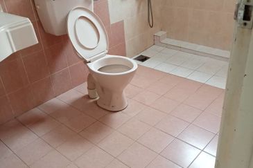 Evergreen Park Scot Pine