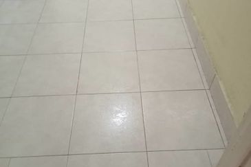 Evergreen Park Scot Pine