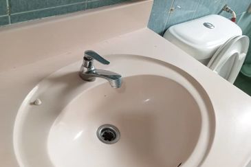 Evergreen Park Scot Pine