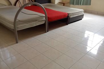 Evergreen Park Scot Pine