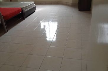 Evergreen Park Scot Pine