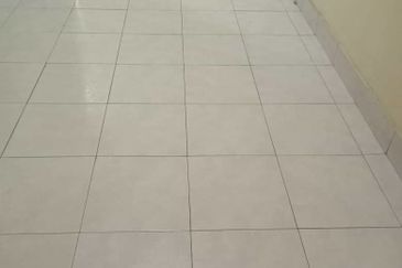 Evergreen Park Scot Pine