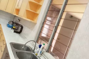 Evergreen Park Scot Pine