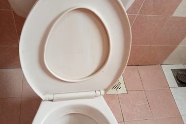 Evergreen Park Scot Pine