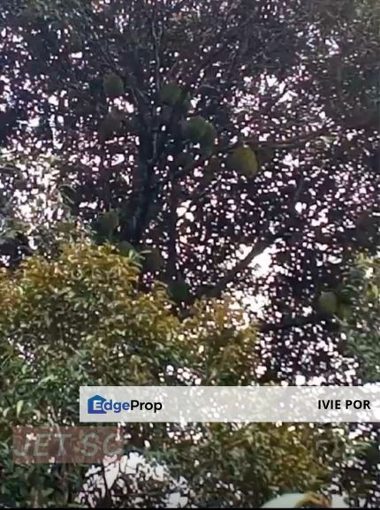 Limited Bentong Durian land 8 Acres Pahang For Sale, Pahang, Karak