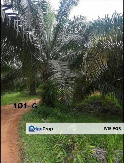 Kuala Lipis Pahang Agriculture Land For Sale 78+19+10  Acres , Pahang, Kuala Lipis
