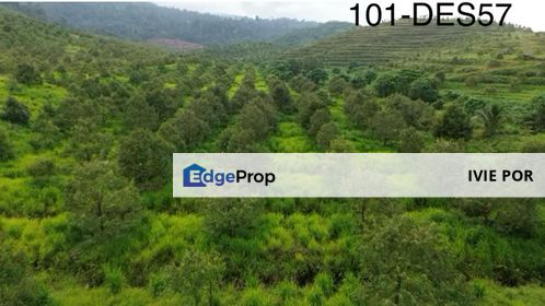 Bentong Pahang Agriculture Land For Sale 1000 Acres Durian Farm Land, Pahang, Bentong