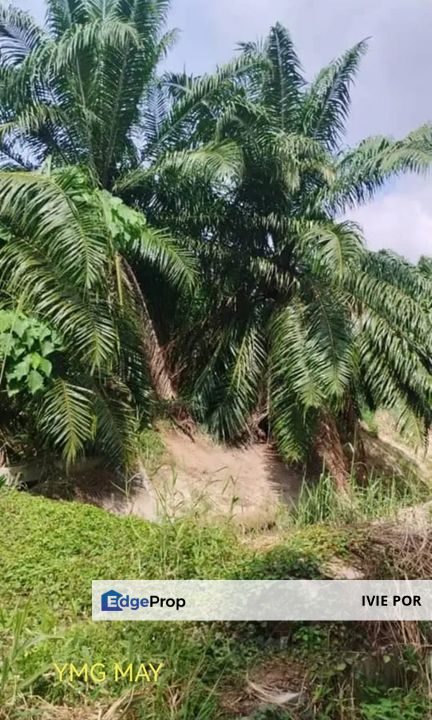 Telok Panglima Garang Kuala Langat Agricultural Land For Sale 2.5 Acres, Selangor, Kuala Langat