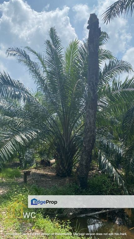 Jeram Agriculture Land, Selangor, Kuala Selangor