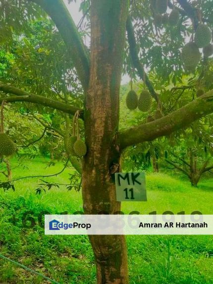 LADANG DURIAN 48.7 EKAR,BANGLO MEWAH UNTUK DIJUAL, Pahang, Raub