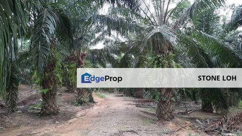 Sungai Siput 6.1 Acres Freehold Oil Palm Agriculture Land For Sales, Perak, Kuala Kangsar