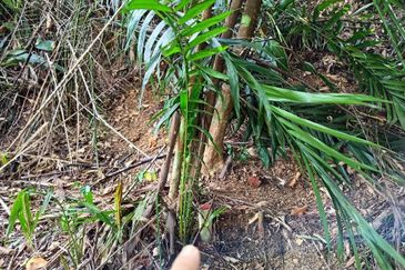 Bandar Baru Salak Tinggi