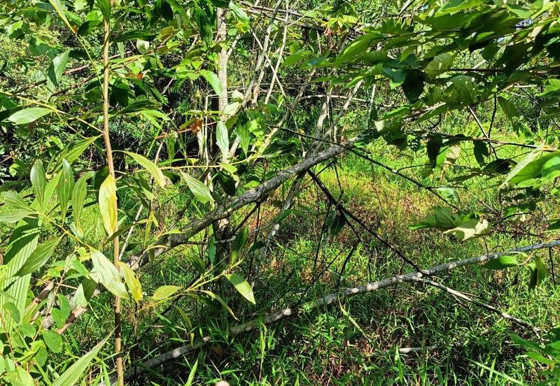 Bandar Baru Salak Tinggi