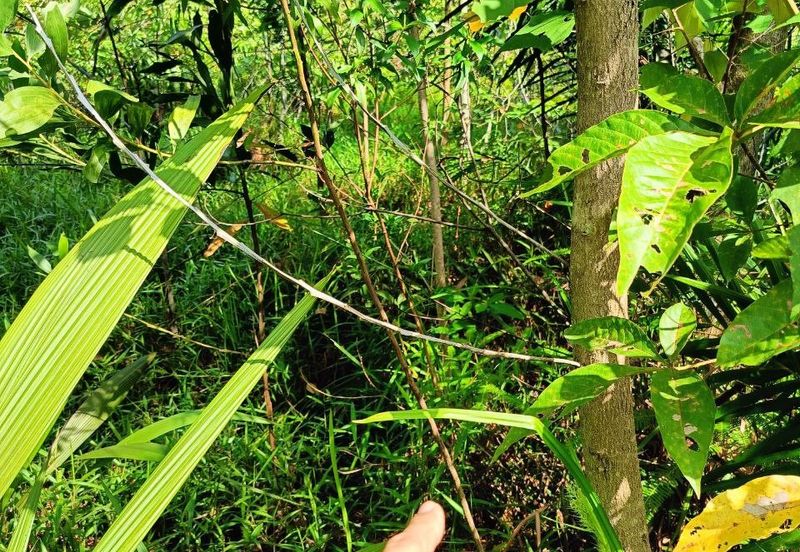 Bandar Baru Salak Tinggi