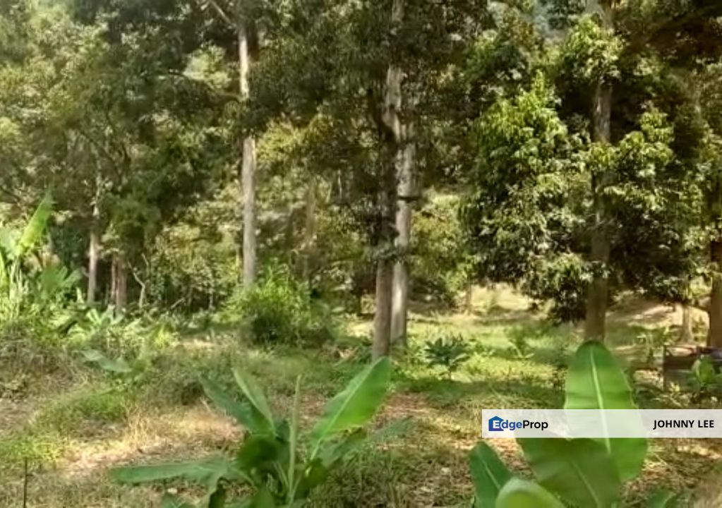 Karak Durian Farm, Pahang, Bentong