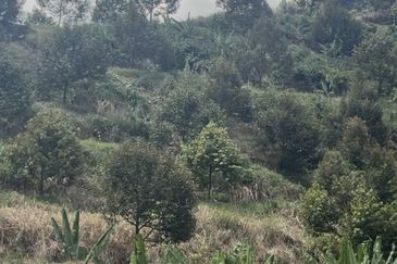 Sang Lee Durian Valley