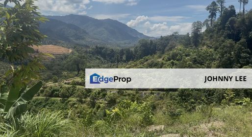 Freehold 323 acres of young Musang Kang & Black Thorn for sale, Pahang, Raub