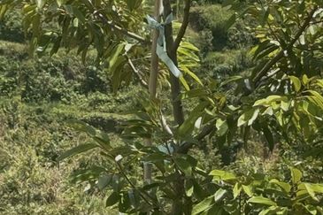 Sang Lee Durian Valley