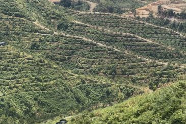 Sang Lee Durian Valley