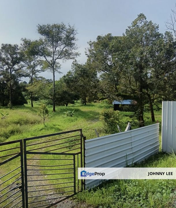 Main road 8.75 acres matured Musang king durian farm for sale, Pahang, Karak