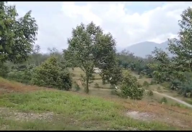 2.5 acres Musang King with fully furnished chalet 