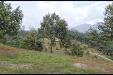 2.5 acres Musang King with fully furnished chalet 