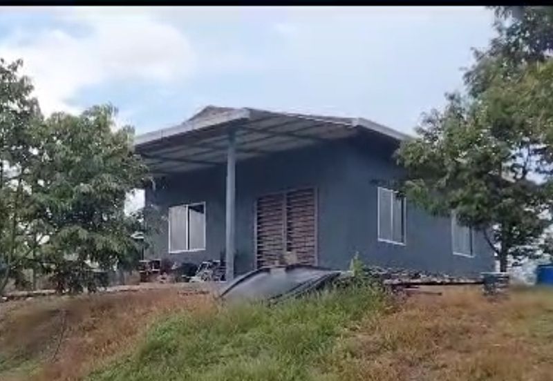 2.5 acres Musang King with fully furnished chalet 