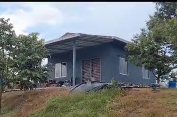 2.5 acres Musang King with fully furnished chalet 