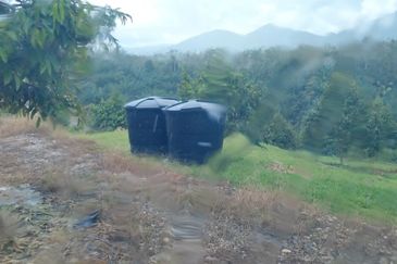 2.5 acres Musang King with fully furnished chalet 