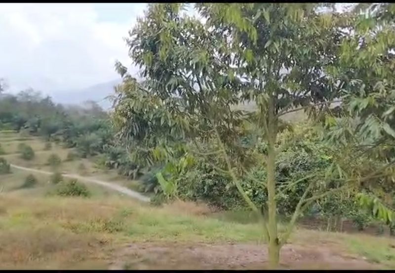 2.5 acres Musang King with fully furnished chalet 