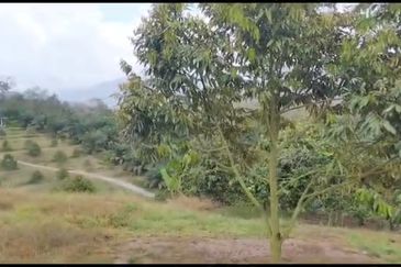 2.5 acres Musang King with fully furnished chalet 