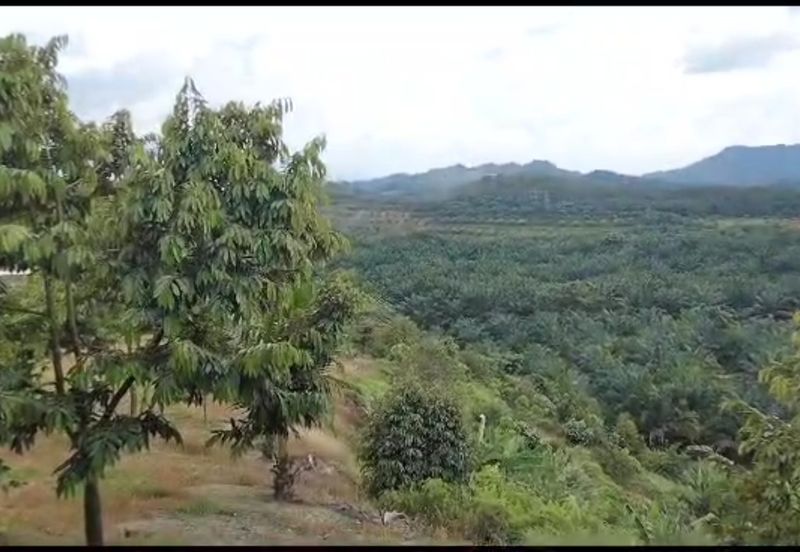 2.5 acres Musang King with fully furnished chalet 