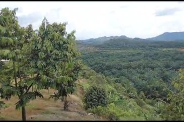 2.5 acres Musang King with fully furnished chalet 